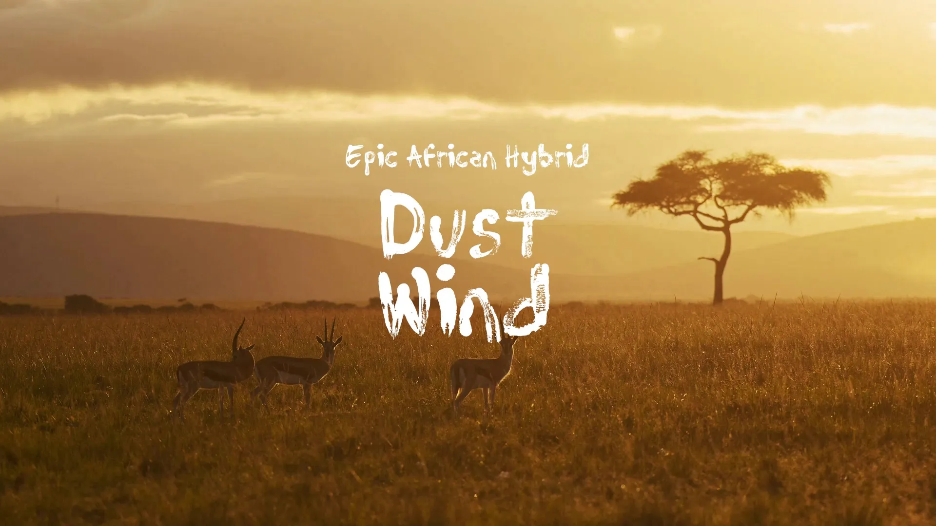 Dust Wind / Epic African Hybrid