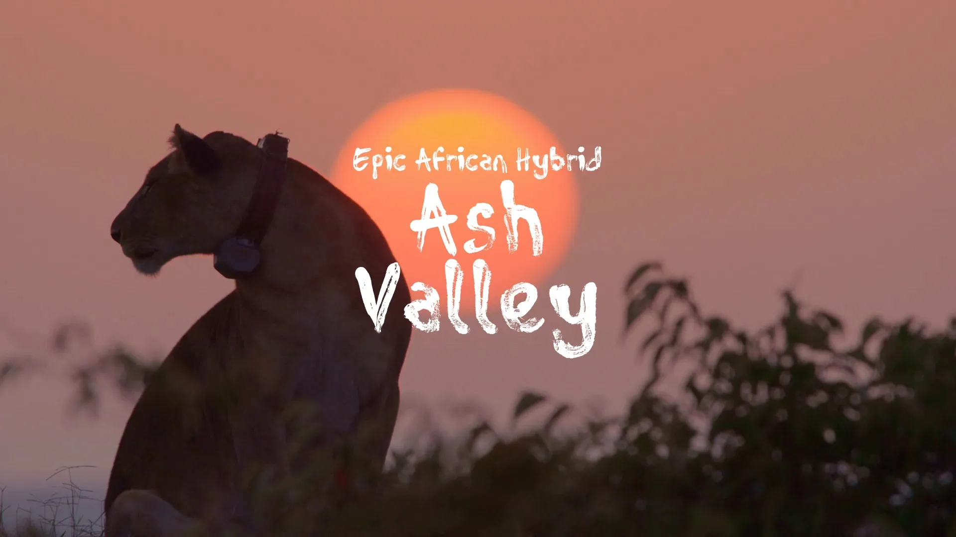 Ash Valley / Epic African Hybrid