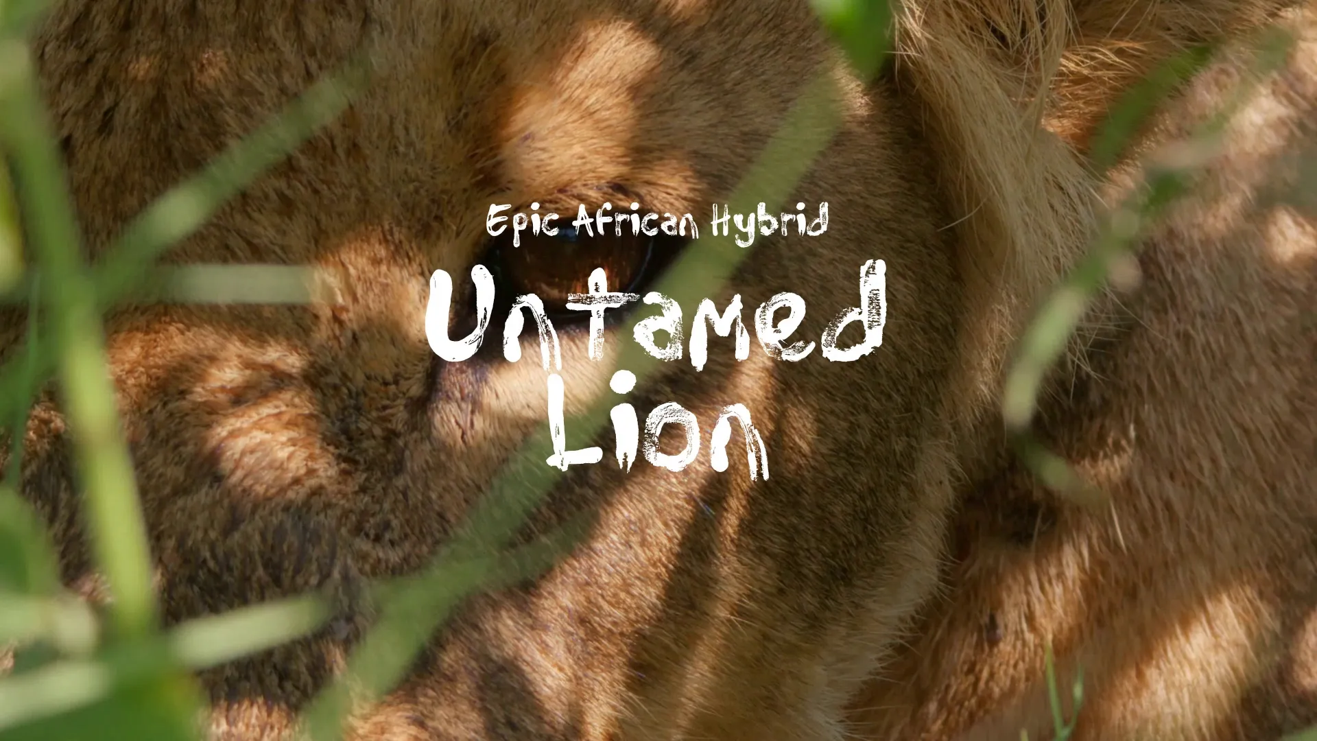 Untamed Lion / Epic African Hybrid
