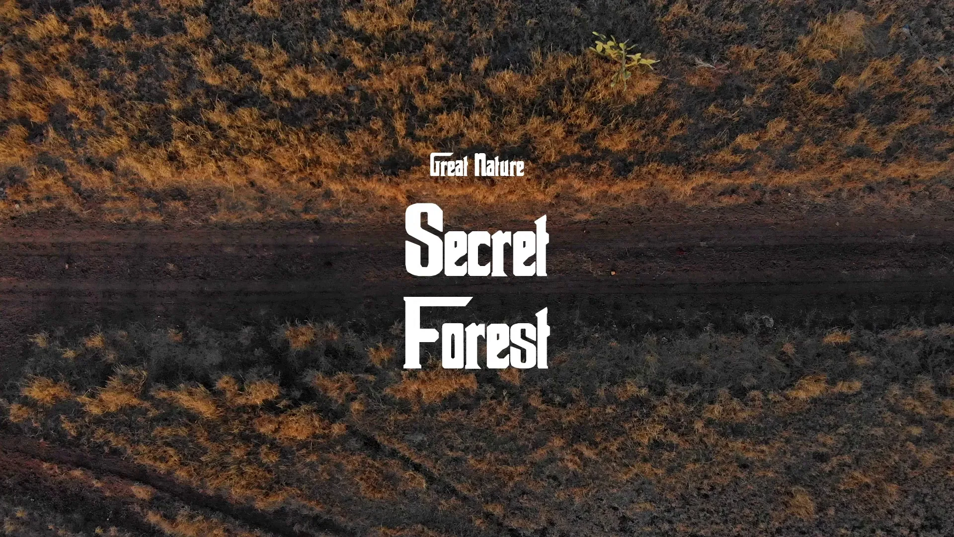 Secret Forest / Great Nature