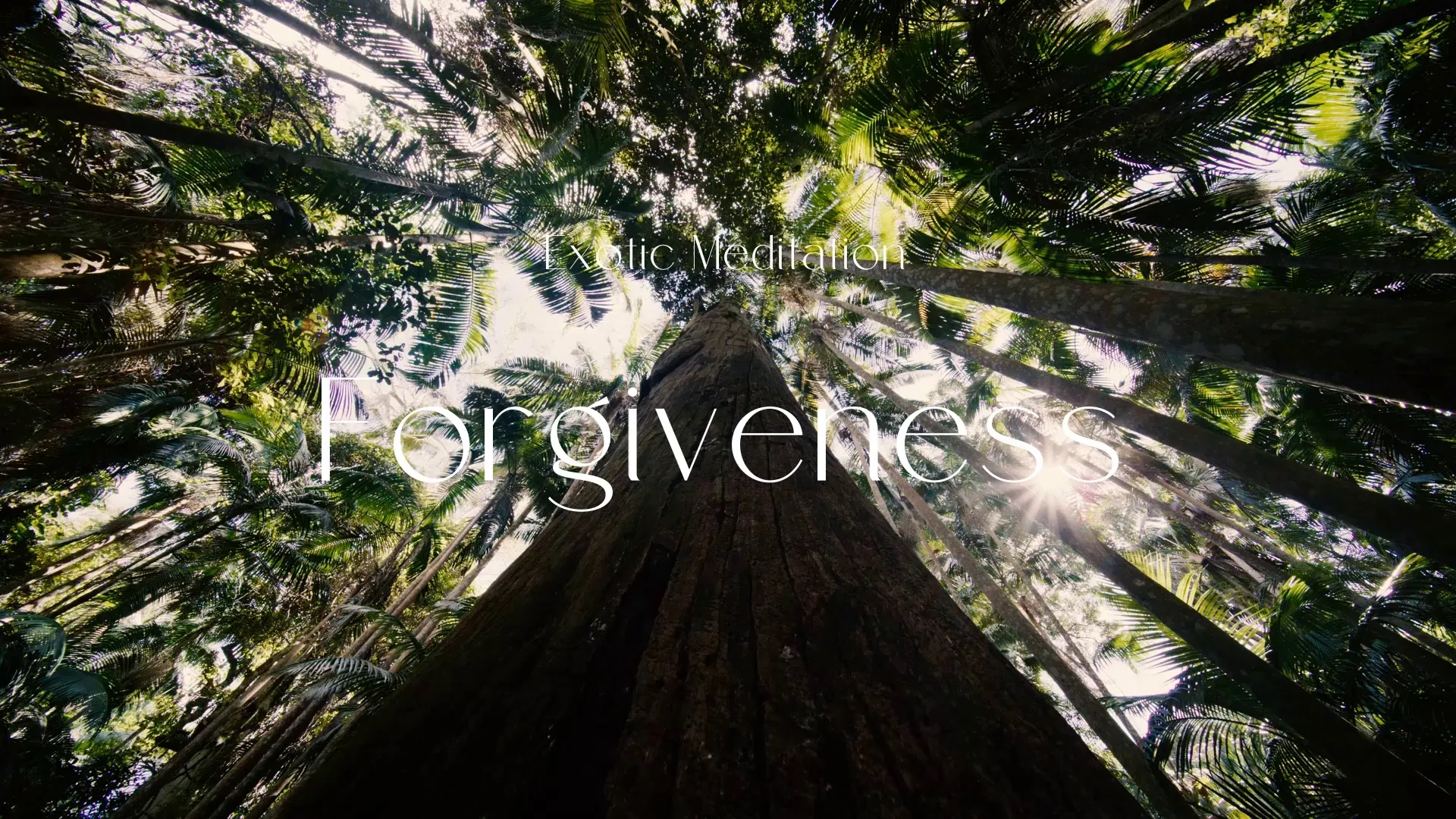 Forgiveness / Exotic Meditation